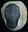 Nicely Prepared Inch Phacops Trilobite #5755-6